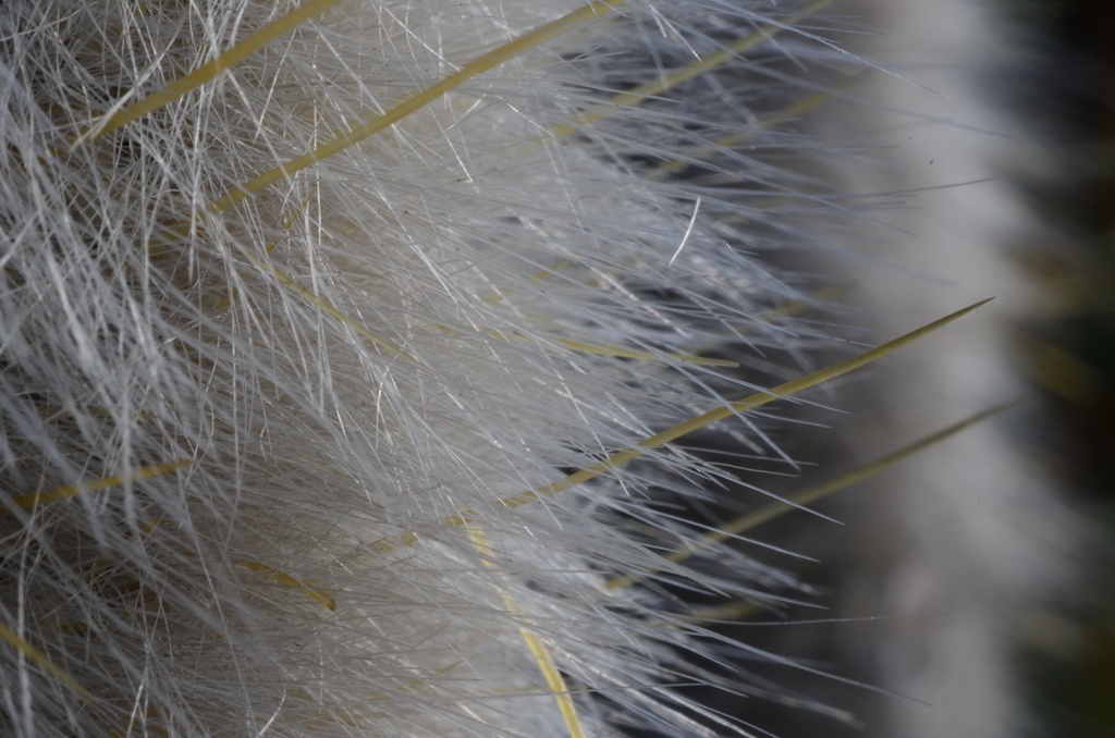 2017-03 New Zealand/Auckland Botanic Garden/DSC_0072.JPG